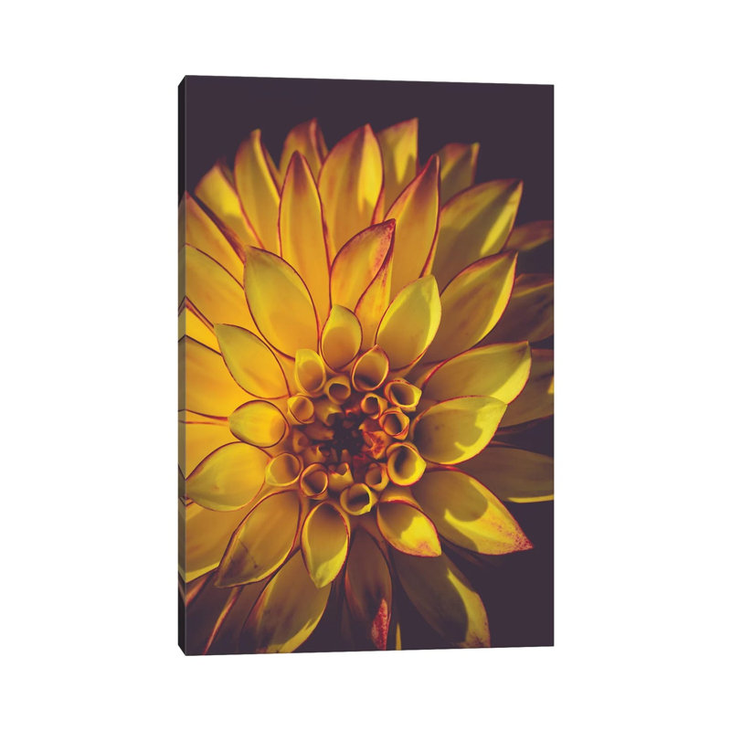 Dahlia, Yellow by Olivia Joy StClaire - Wrapped Canvas Gallery-Wrapped Canvas Giclée, 20.32 cm H x 30.48 cm W