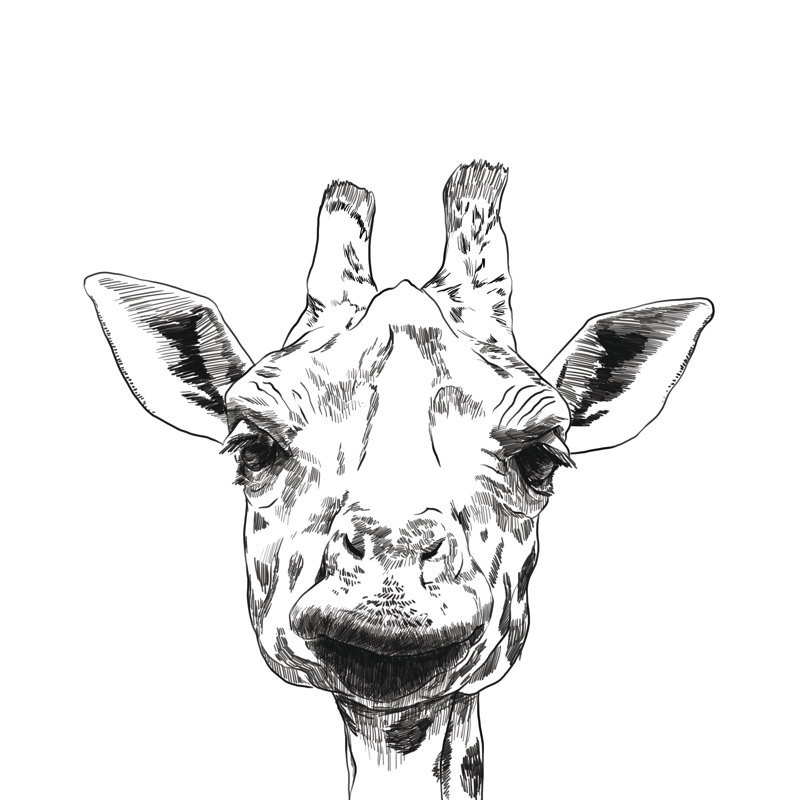Giraffe Head Sketch - Wrapped Canvas Print, 51cm H x 51cm W x 3.8cm D