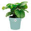 Plant Pot Nude 18 x 17cm 2.9 L-95461392-95461396