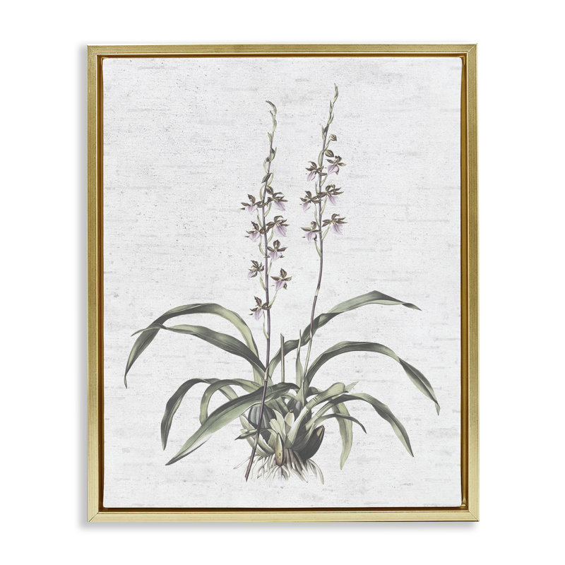 «Blooming Herb Bud», art mural encadré sur toile flottante par lettré et doublé, Cadre flottant métallique doré