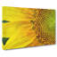 Petals Of The Yellow Sunflower - Wrapped Canvas Painting-56658607