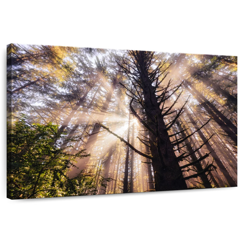 Harnek Starburst dans la forêt sur la côte de l'Oregon, H 16 po x l 24 po