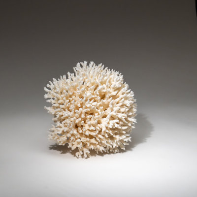 Véritable nid d'oiseau corail (3 lb)