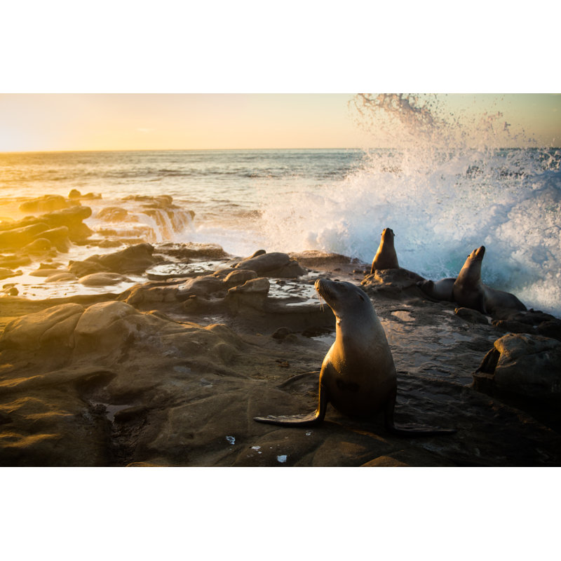 Sea Lions par Lisatop - photographie sur toile tendue, L 48 po x H 32 po