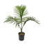 Majesty Palm Tree in Nursery Pot