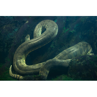 " Green Anaconda " by Wrangel