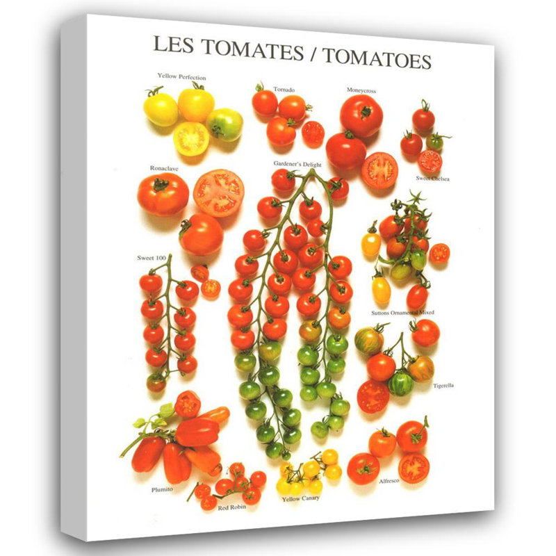 Tomatoes Varieties, 24" H x 19" W