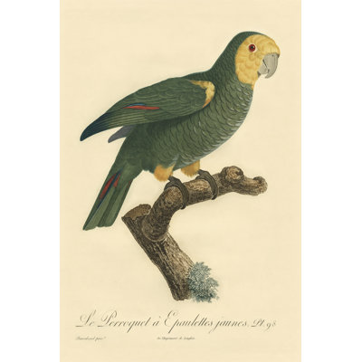 Small Barraband Parrot PL 98 (IP) 1 Piece Wrapped Canvas Wall Art