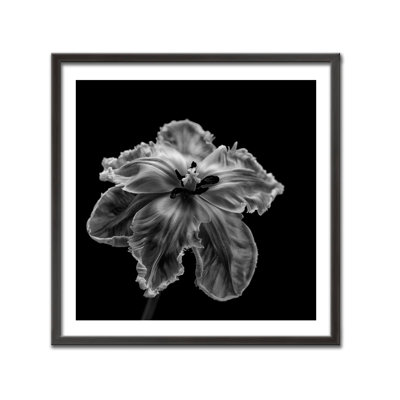 Nature Inspired Parrot Tulip by Lotte Grønkjær - Picture Frame Photograph on Paper