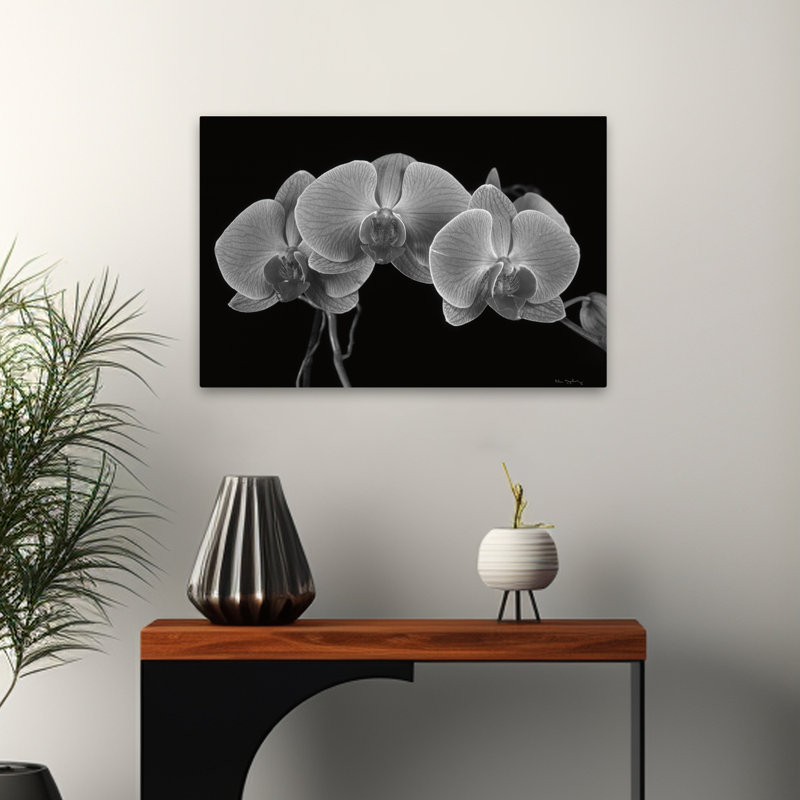 Florals Flowers - Moth Orchids I, H 16 po x l 24 po