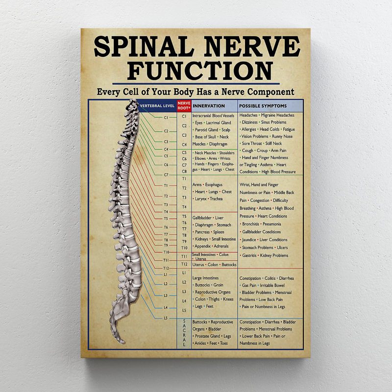 Spinal Nerve Function Analysis - Spianl Nerve Function - 1 Piece Rectangle Graphic Art Print On Wrapped Canvas