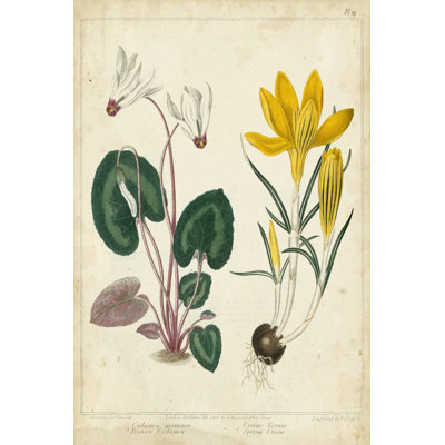 Garden Display IV by Sydenham Edwards - Wrapped Canvas Painting