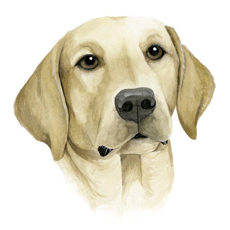 Human's Best Friend I by Grace Popp - Wrapped Canvas Painting, 51cm H x 51cm W