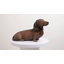 Animals Weather Resistant Polyresin Garden Statue-2144159786