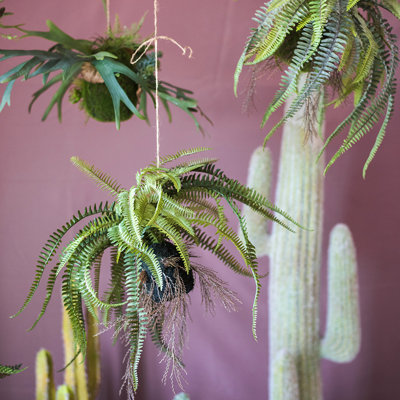 Plante à rustique