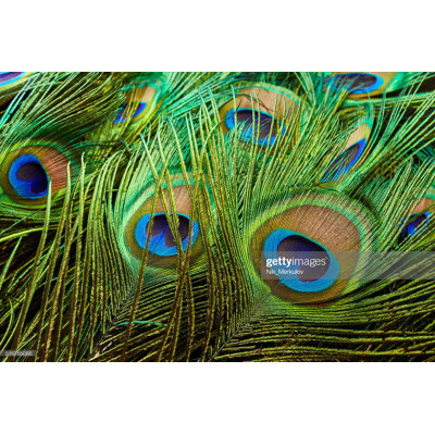 " Peacock Feathers " by Nik_Merkulov