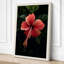 Crimson Hibiscus Botanical - Wrapped Canvas-92355497-92355511