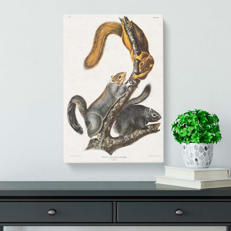 Cat Squirrels by J.W. Audubon - Wrapped Canvas Painting, 76cm H x 50cm W x 3cm D