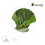 Ficus artificiel 12 po
