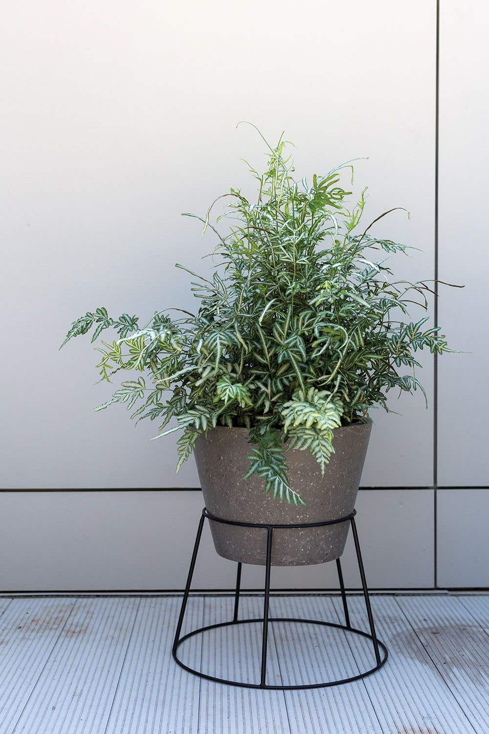 Plant Stand