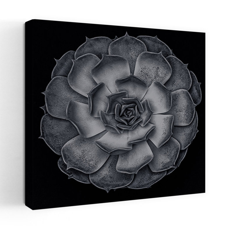 «Succulent Graptoveria Baw 001 Square Contrast Abstract Contemporary Succulent Landscape Nature Art mural, H 36 po x l 36 po