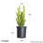 2.5 Qt. Wintergreen Boxwood - Evergreen Shrub for Full Sun to Part Shade