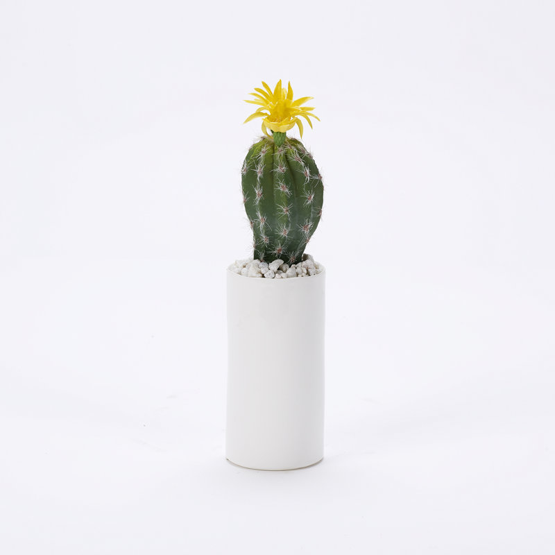 Mini cactus ovale avec fleur jaune dans un grand cylindre