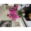 Pot à tiges d'orchidée Roberi-286301786-293210173