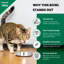 Anti Ant Non-Skid Pet Bowl (2 Bowls)-44765018