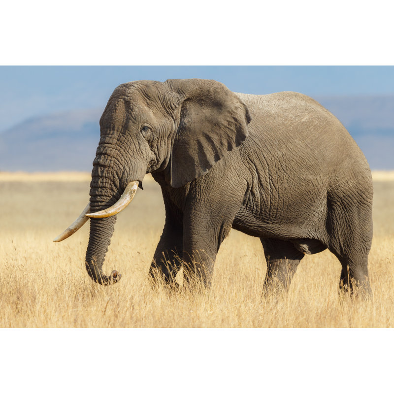 African Elephant Bull by Kenneth Canning - Wrapped Canvas Print, 61cm H x 91cm W x 3.8cm D