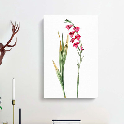 Pink Gladiolus Flowers by Pierre-Joseph Redoute - Wrapped Canvas