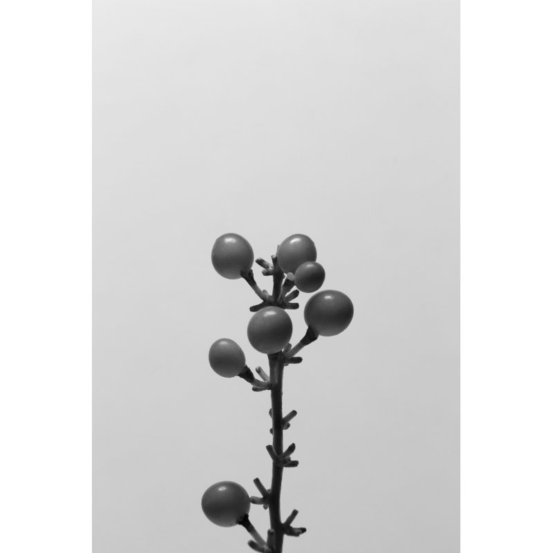 Liriope II by Renée W. Stramel - Wrapped Canvas Print, 30cm H x 20cm W