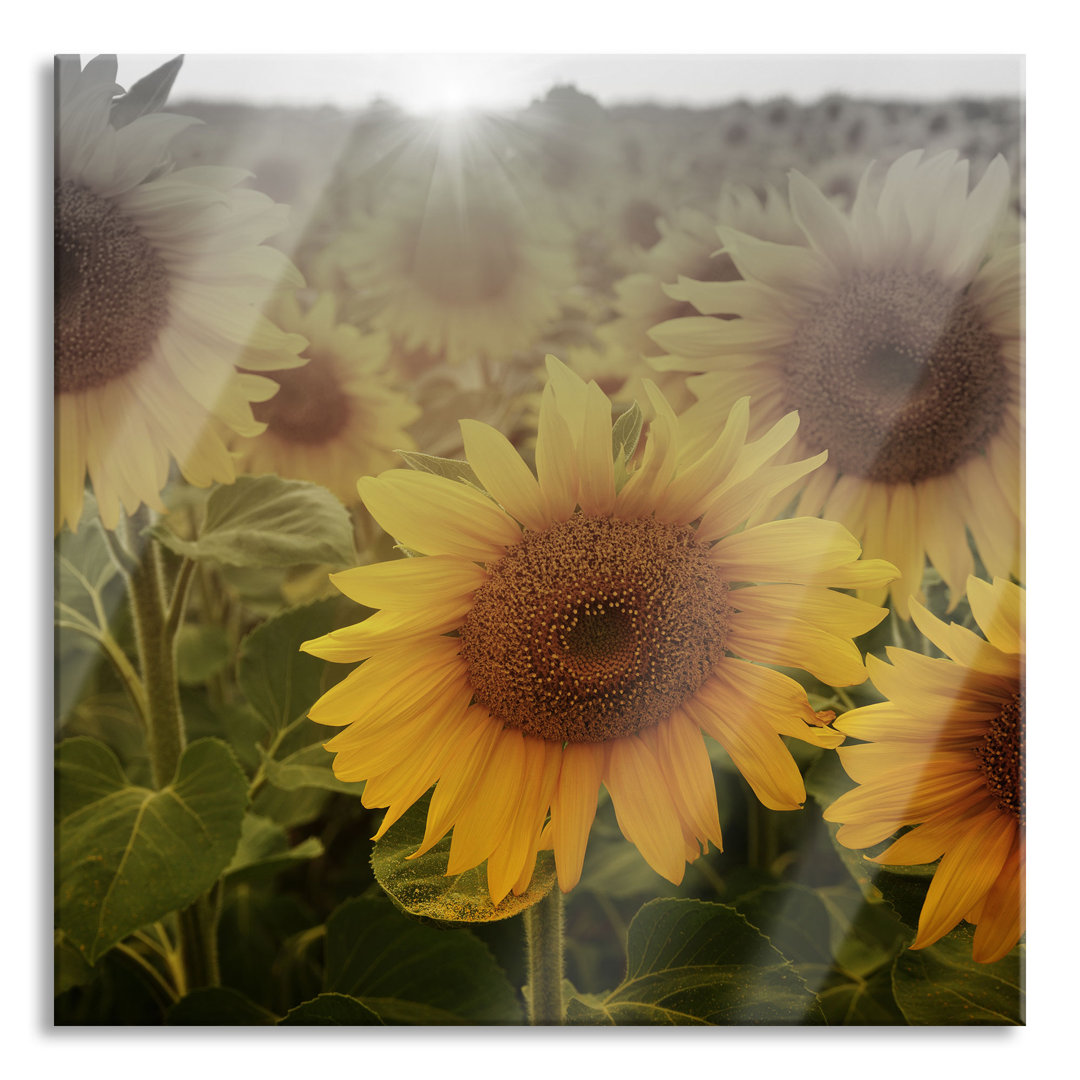 Glasbild Sonnenblumen auf dem Feld