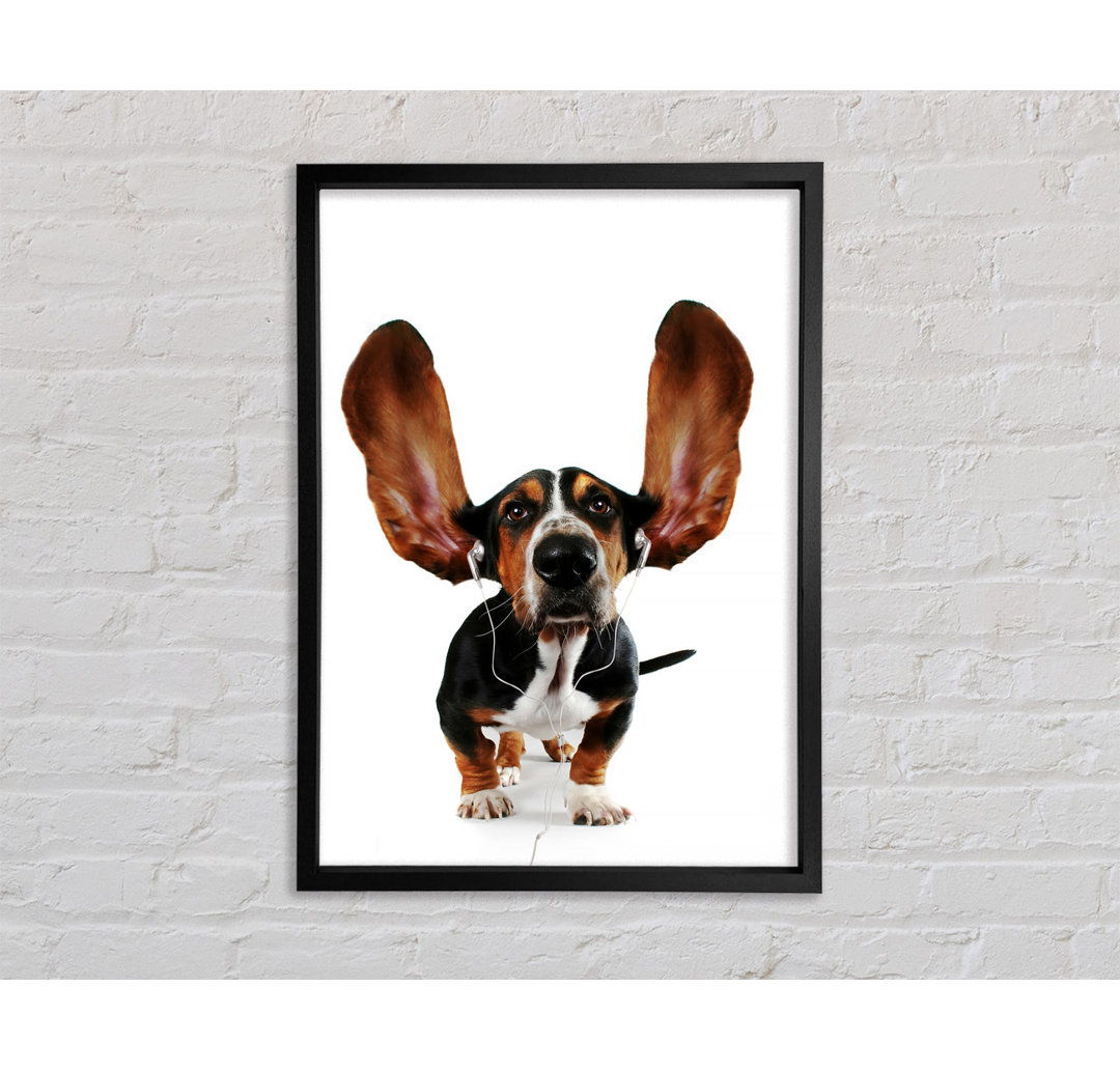 Basset Hound Musik - Einzelner Bilderrahmen Kunstdrucke auf Leinwand