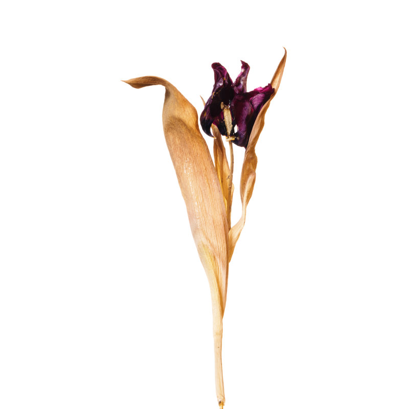 Dead Tulip by Georghanf, 36" H x 24" W