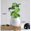 Simulation de décoration de plante verte Bonsai