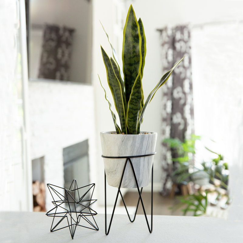Plante de serpent dans un pot de fleurs
