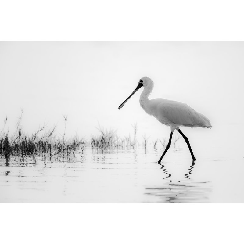 Beamen Black-Faced Spoonbill - Wrapped Canvas Print, 81cm H x 122cm W x 3.8cm D