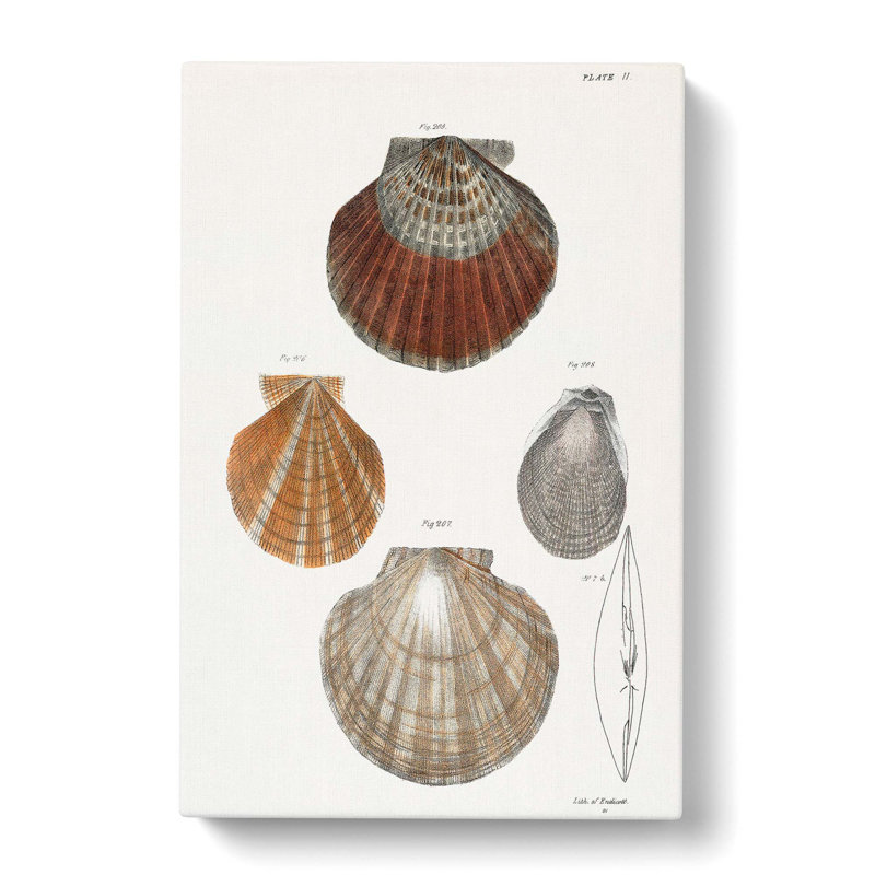 Types Of Seashells PL. 11 by J.E. De Kay - Wrapped Canvas, 60cm H x 40cm W x 3cm D