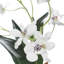 Clovis Orchid Drop-In
