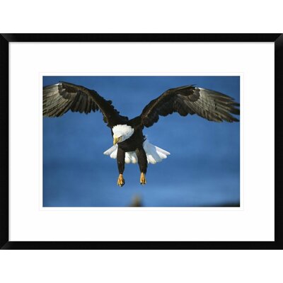 Global Gallery Bald Eagle Flying Framed On Paper Print | Wayfair