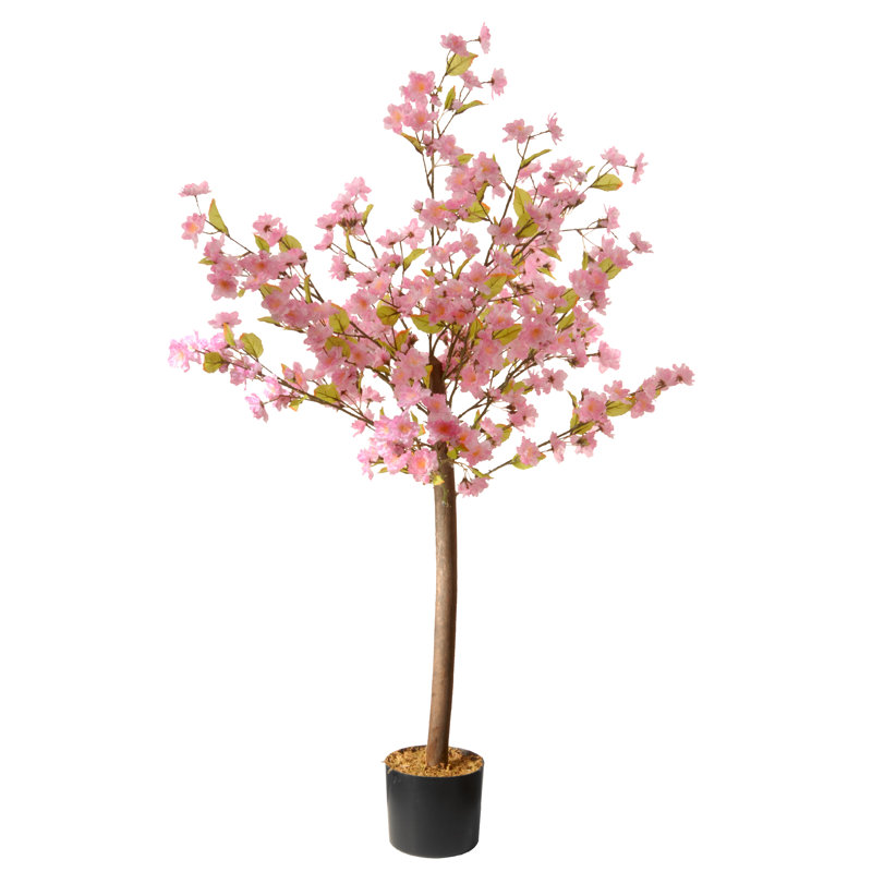 4 pi Cerisier en fleurs