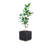 Planter Box