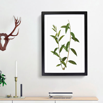Golden Willow Tree Branch by Pierre-Joseph Redoute - Picture Frame Art Print