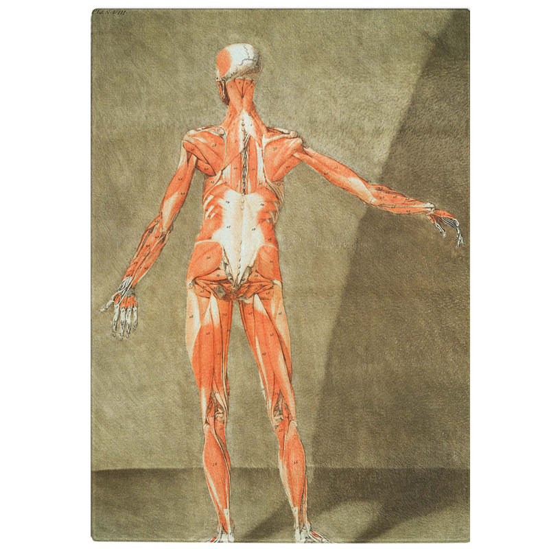Tempered Glass Anatomical Illustration of a Male No. 6 Chopping Board, 28.5 cm W x 39 cm L