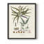 Botanical Society Ferns VIII, reproduction encadrée - bois massif-908099239-898456877