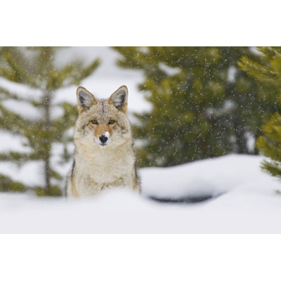 «Coyote in Snow Storm» par Halbrindley - photographie sur toile tendue