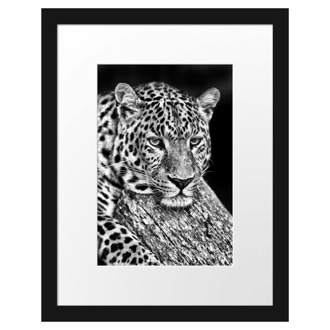 Gerahmtes Poster Ruhiger Leopard