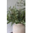 Olive Leaf Branch 33"