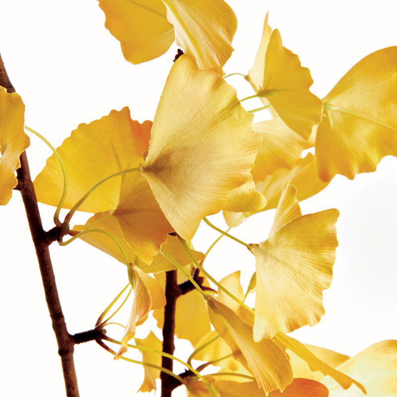 GINKGO BRANCH 40 pouces, ENSEMBLE DE 2